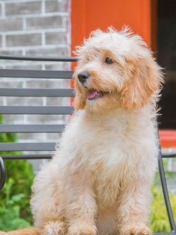 Office mascot midge