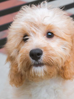 office mascot midge